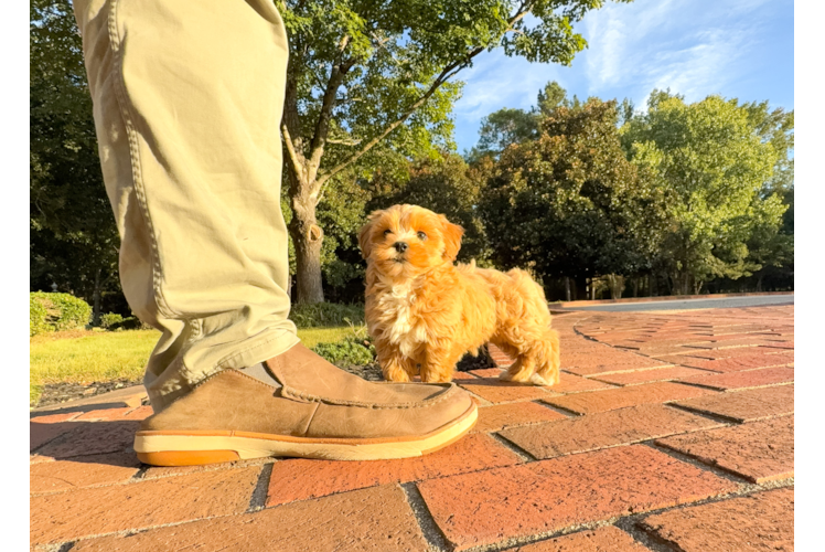 Cute Maltipoo Poodle Mix Pup