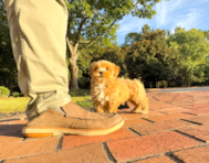 11 week old Maltipoo Puppy For Sale - Simply Southern Pups