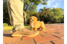 Cute Maltipoo Poodle Mix Pup