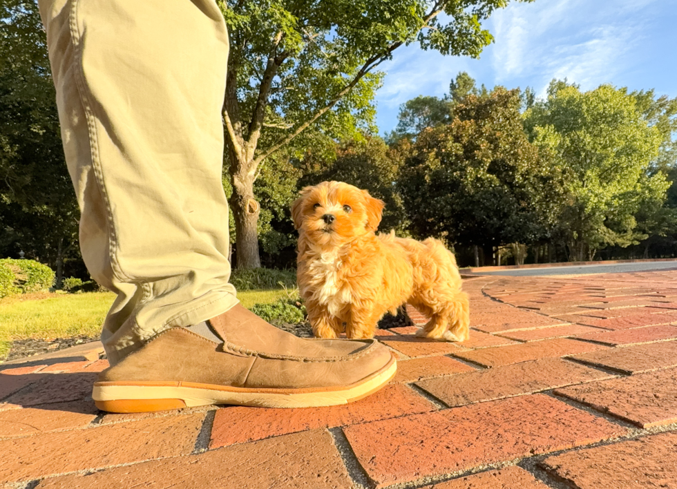 Cute Maltipoo Poodle Mix Pup