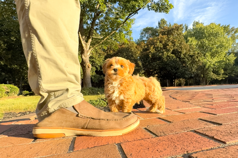9 week old Maltipoo Puppy For Sale - Simply Southern Pups