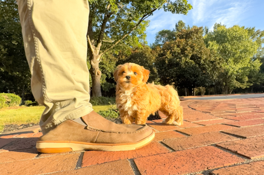 Cute Maltipoo Poodle Mix Pup
