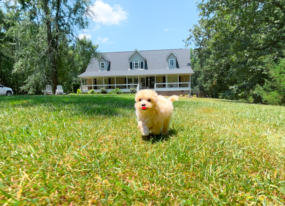 Cute Maltipoo Poodle Mix Pup
