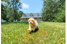 Cute Maltipoo Poodle Mix Pup