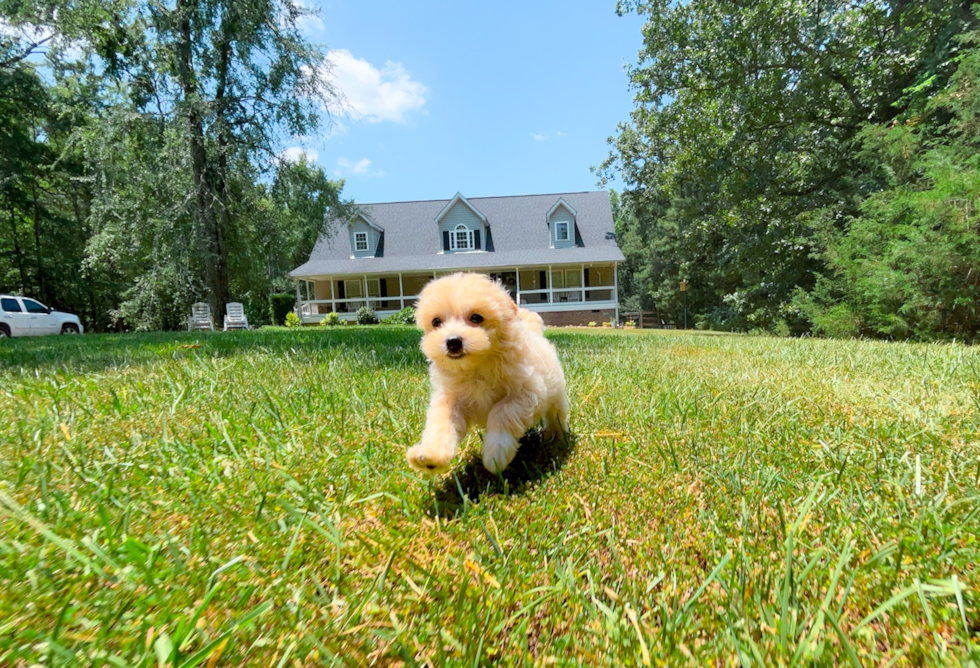 Cute Maltipoo Poodle Mix Pup