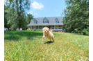Cute Malt a Poo Poodle Mix Puppy