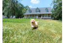 Cute Maltipoo Baby