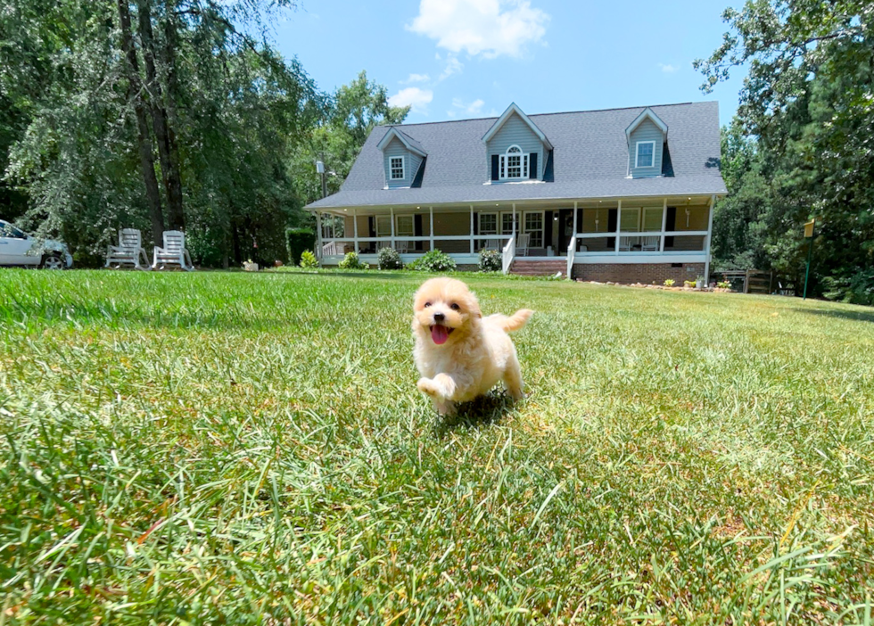 Cute Maltipoo Baby