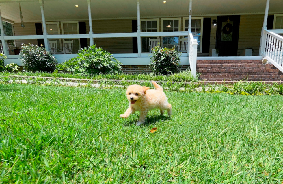 Cute Malt a Poo Poodle Mix Puppy