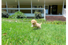 Maltipoo Pup Being Cute