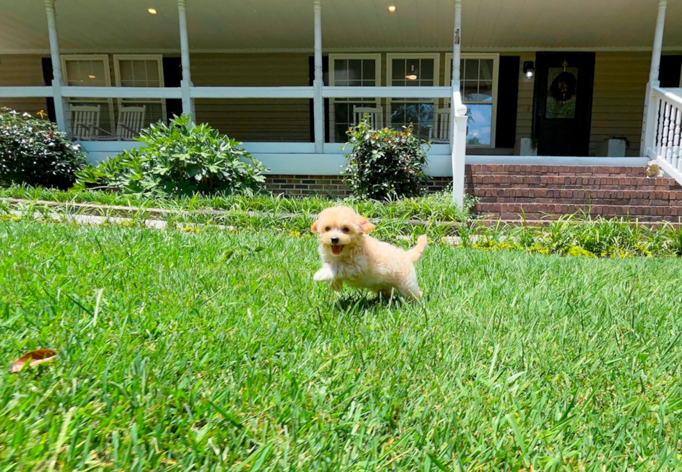 Maltipoo Pup Being Cute