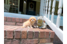 Maltipoo Puppy for Adoption