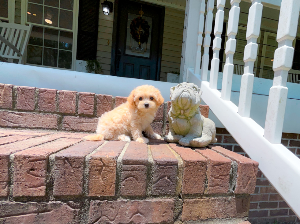 Maltipoo Puppy for Adoption