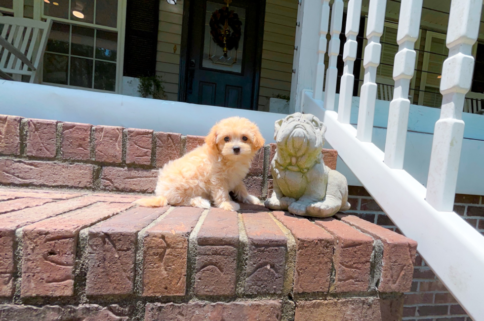 8 week old Maltipoo Puppy For Sale - Simply Southern Pups
