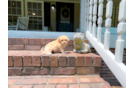 Maltipoo Puppy for Adoption