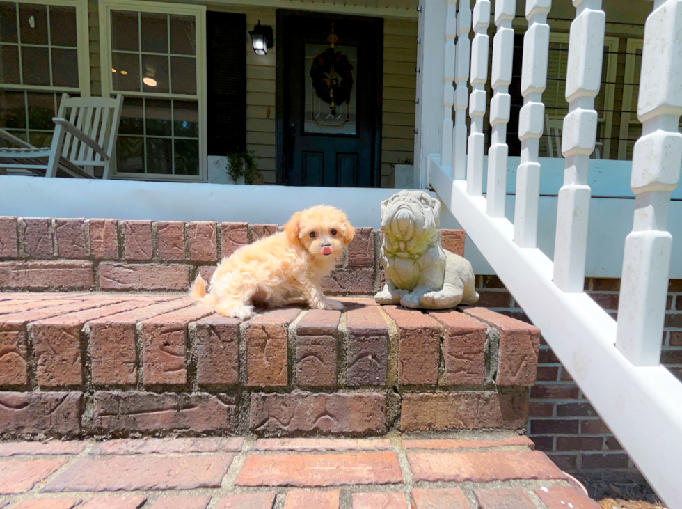 Maltipoo Puppy for Adoption