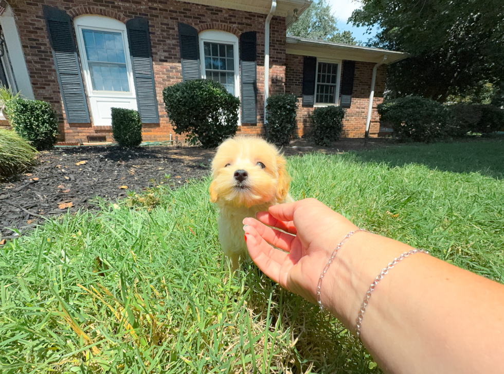Cute Maltipoo Poodle Mix Pup