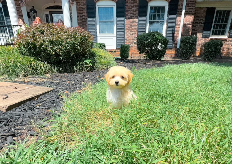 Cute Malt a Poo Poodle Mix Puppy