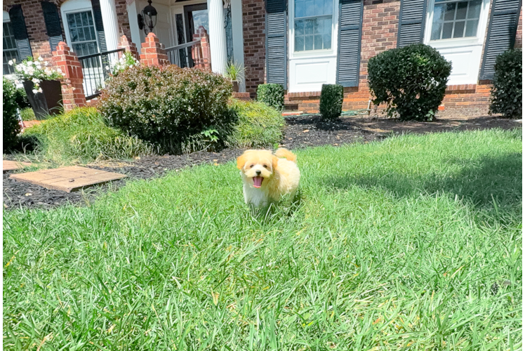 Best Maltipoo Baby