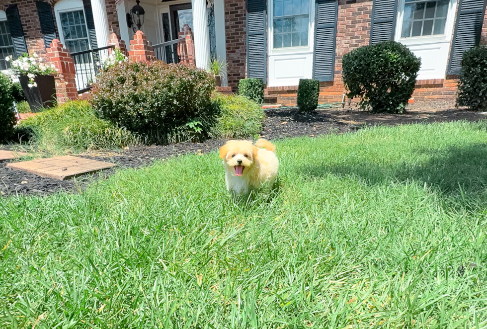 Best Maltipoo Baby