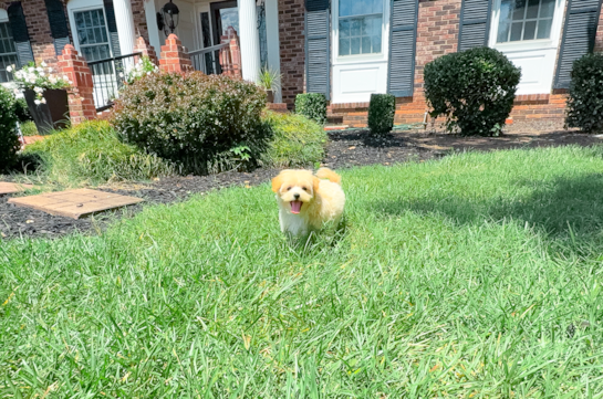 Best Maltipoo Baby