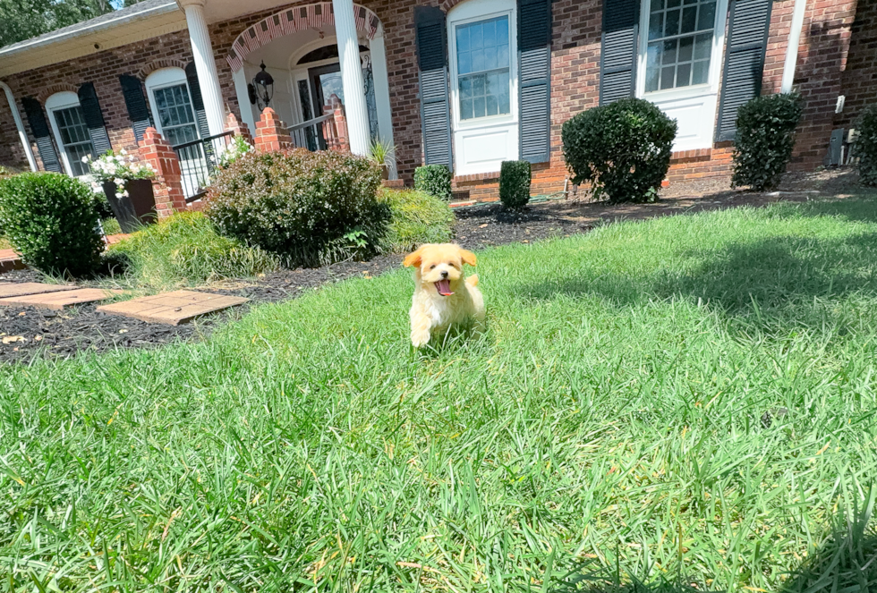 Cute Malt a Poo Poodle Mix Puppy