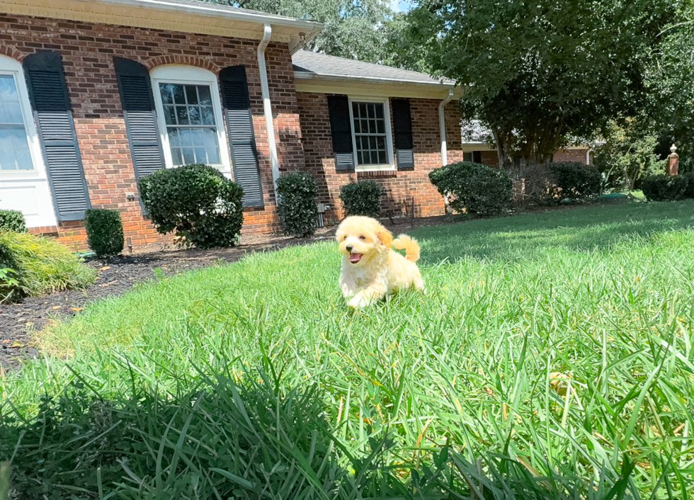 Cute Malt a Poo Poodle Mix Puppy
