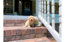 Cute Maltipoo Baby