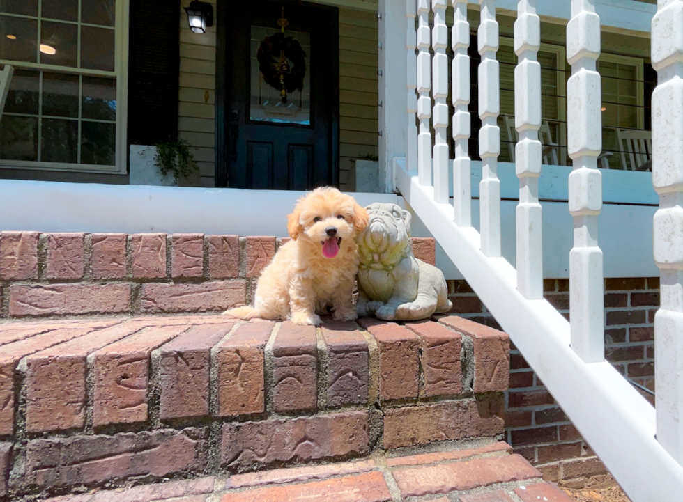 Cute Maltipoo Baby