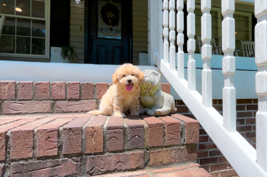 Cute Maltipoo Baby