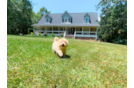 Maltipoo Puppy for Adoption
