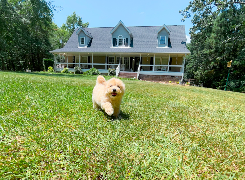 Maltipoo Puppy for Adoption