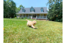 Cute Malt a Poo Poodle Mix Puppy