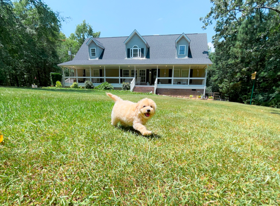 Cute Malt a Poo Poodle Mix Puppy