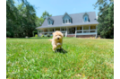 Best Maltipoo Baby
