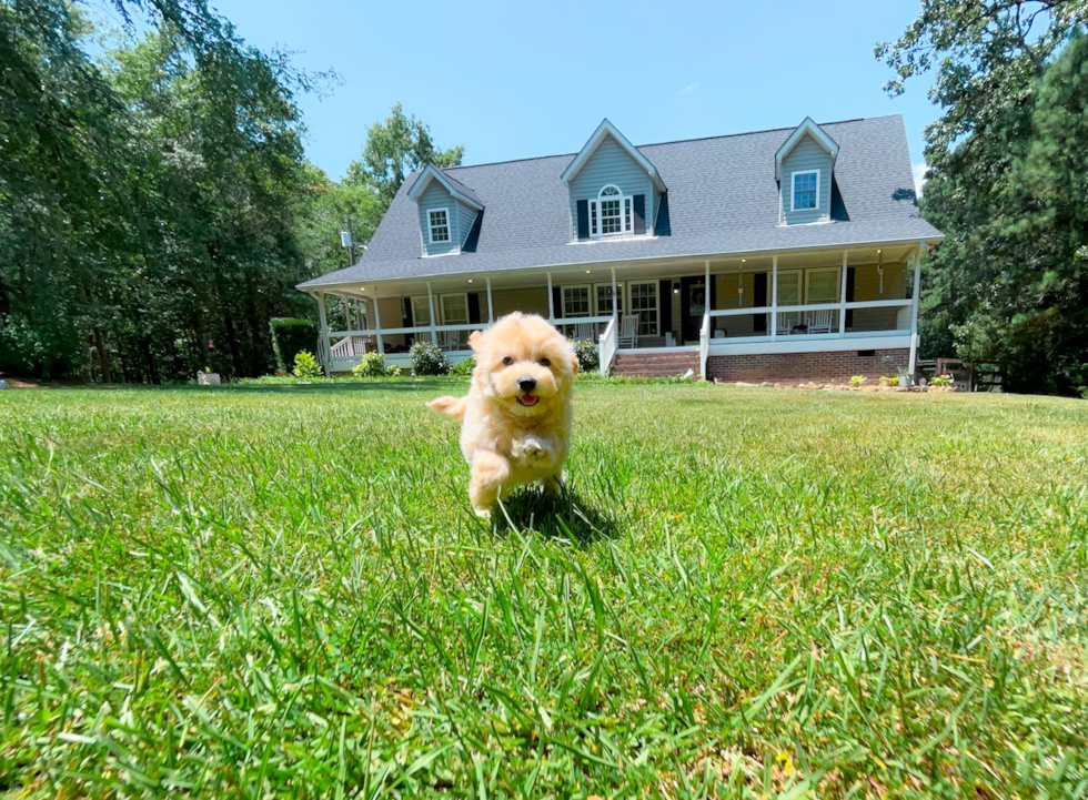 Best Maltipoo Baby