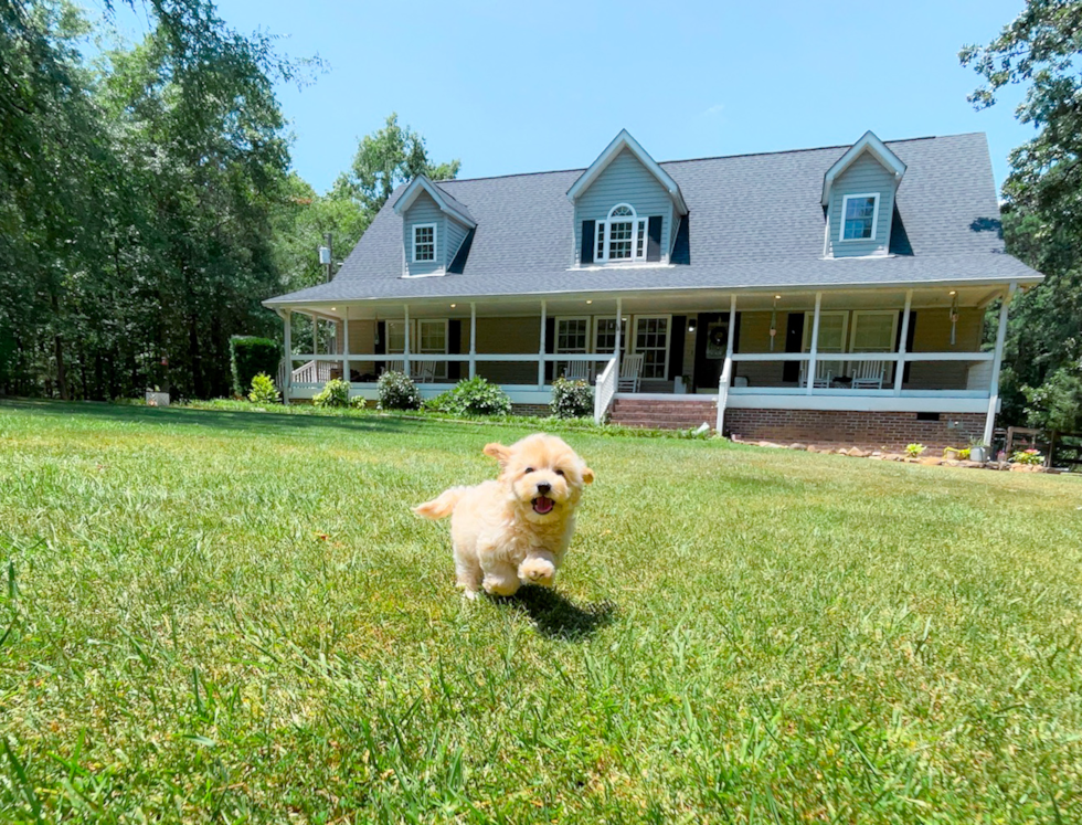 Best Maltipoo Baby