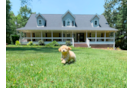 Cute Maltipoo Baby