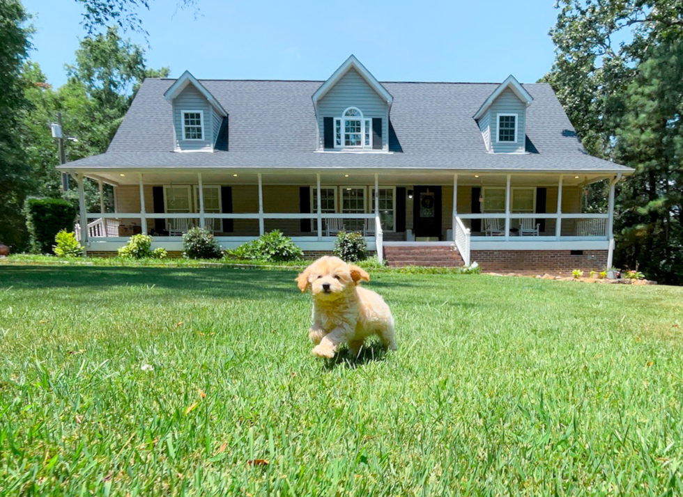 Cute Maltipoo Baby