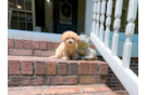 Best Maltipoo Baby