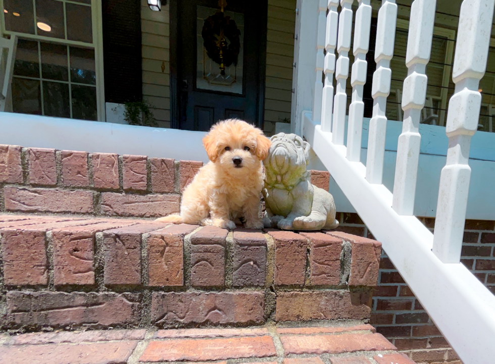 Best Maltipoo Baby