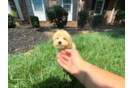 Maltipoo Puppy for Adoption
