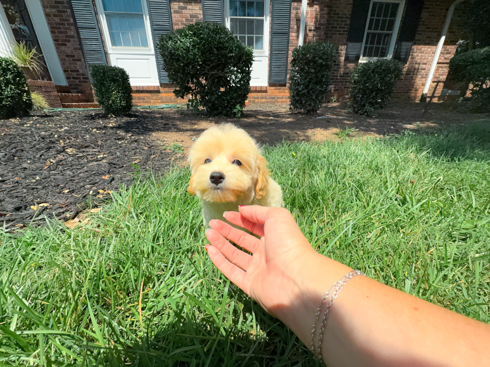 Maltipoo Puppy for Adoption