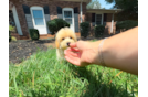 Cute Maltipoo Baby