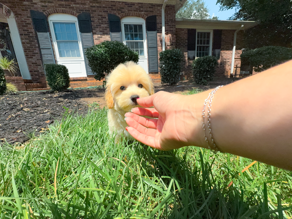 Cute Maltipoo Baby