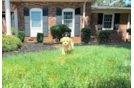 Cute Maltipoo Poodle Mix Pup
