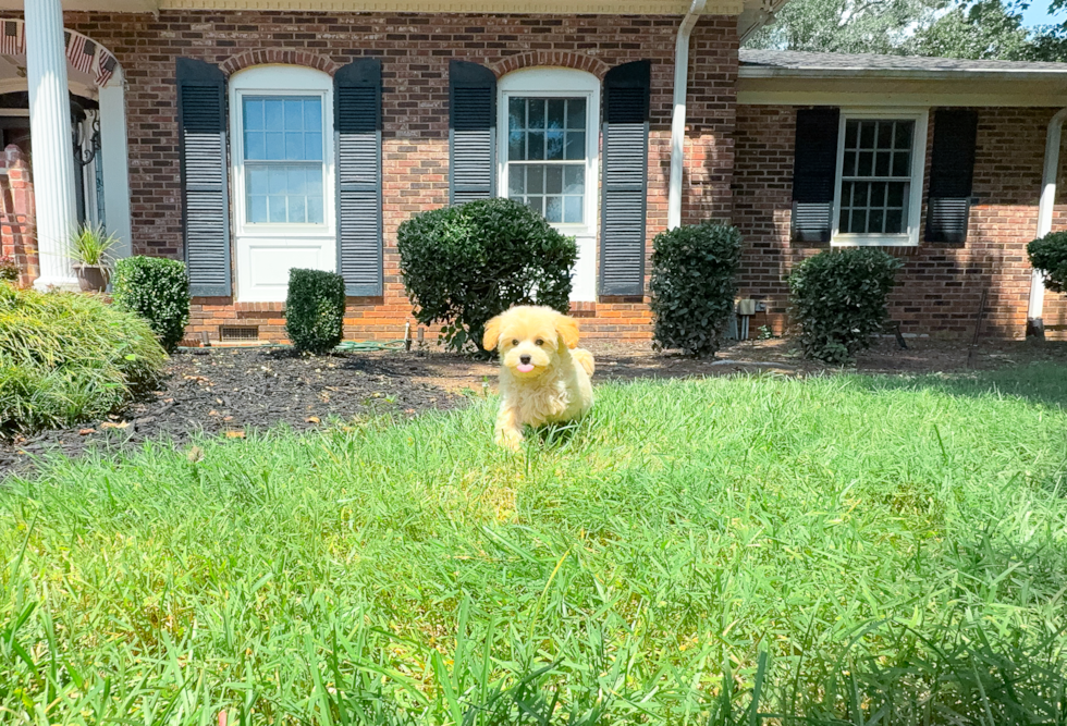 Cute Maltipoo Poodle Mix Pup