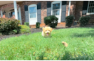Cute Maltipoo Poodle Mix Pup
