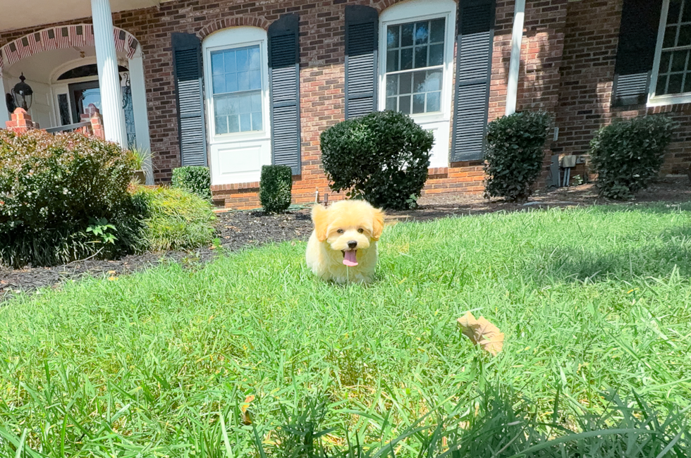 10 week old Maltipoo Puppy For Sale - Simply Southern Pups