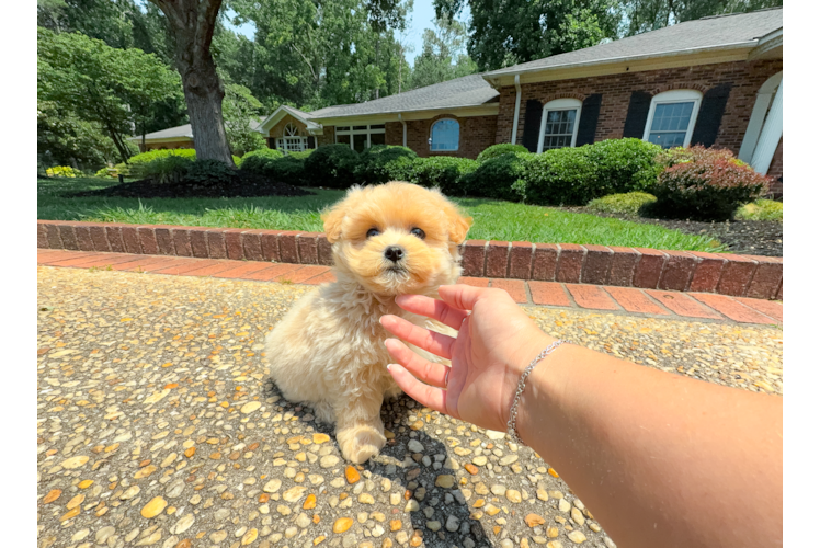 Cute Malt a Poo Poodle Mix Puppy
